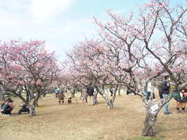 【梅スポット】様々な種類の梅が楽しめる！！入場料無料の岡崎の南公園！！