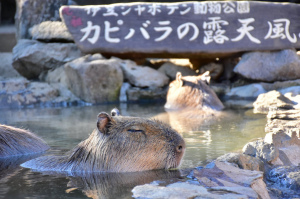 1500種類のサボテンや動物たちとのふれあい...静岡県伊東市富戸の「伊豆シャボテン動物公園」