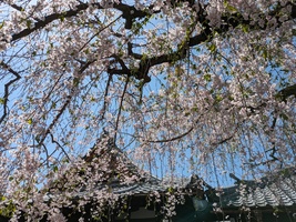 まだまだ桜楽しめます！