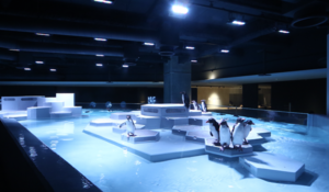 📺【徹底解剖】これが都会型水族館「AOAO SAPPORO」泳ぎ跳ねるペンギン…