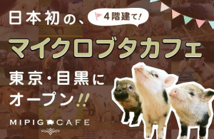 東京の目黒4丁目にマイクロブタとふれあえる「マイピッグカフェ」3月1日グランドオープン！