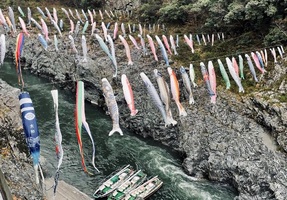 📺鮮やか！100匹の「鯉のぼり」吉野川の渓谷を泳ぐ”初夏の風物詩”徳島県三好市