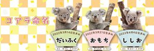 NEWS！東山動植物園のコアラの赤ちゃん愛称 オス2頭は「だいふく」「ししお」メスは「おもち」に