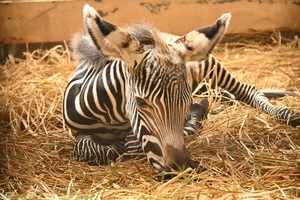 NEWS！野毛山動物園で29年ぶりグレビーシマウマの赤ちゃん誕生｜TBS NEWS DIG