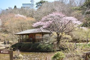 六甲山の山頂付近の植物園...兵庫県神戸市灘区六甲山町の「六甲高山植物園」