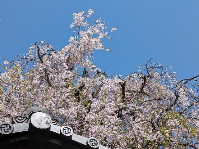 BODYPITKYOTO 院長藤崎進一です！<br />椿寺地蔵院の桜がまだまだ楽しめます！ ()
