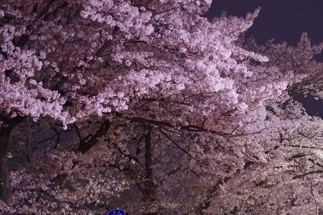 <p>BODYPITKYOTO院長藤崎進一です。</p>
<p>２年前になりますが、川端通沿いの桜を撮影しに行きました。</p>
<p>今年はコロナの関係で出歩きたくないので、写真だけでも、、、</p> ()