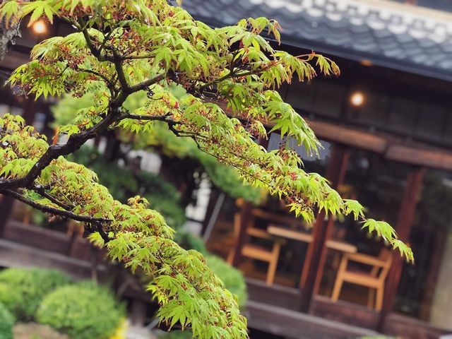 <p>こんにちは、奈良県香芝市のココチキッチン奈良狐井です。<br /><br />本日の1枚の写真は、庭園のもみじです。<br /><br />秋の紅葉も美しいですが、この時期のもみじも癒されますね✨<br /><br />本日も皆様のご来店を心よりお待ちしています。<br /><br />●cocochizakkaよりお知らせ●<br />3月29日(日)臨時営業10:30-18:00<br /><br /></p>
<p><strong>ココチキッチン奈良狐井</strong>　奈良県香芝市狐井613　・・・・・・・<br />open:11:00-14:30 17:30-21:30　close:木曜.第三水曜日<br /><strong>tel:0745-44-8275 </strong>※<strong>完全予約制<br /></strong>近鉄五位堂駅より徒歩10分　敷地内に大きな駐車場（20台以上）<br />※ランチは11時～と13時～の二部制営業になります。<br />※ディナーは2営業日前までにご予約願います。<br />※2階<a href="../../cocochizakka">cocochizakka</a>は10時30分から18時までの営業になります。</p>
<p><br />https://www.instagram.com/cocochikitchen/</p>
<div class="news_area is_type02"></div><div class="news_area is_type02"><div class="thumnail"><a href="https://www.instagram.com/cocochikitchen/"><div class="image"><img src="https://prtree.jp/sv_image/w300h300/hP/Yg/hPYgGn8pegZMChxH.jpg"></div><div class="text"><h3 class="sitetitle">@cocochikitchen • Instagram photos and videos</h3><p class="description">136 Followers, 94 Following, 29 Posts - See Instagram photos and videos from @cocochikitchen</p></div></a></div></div> ()