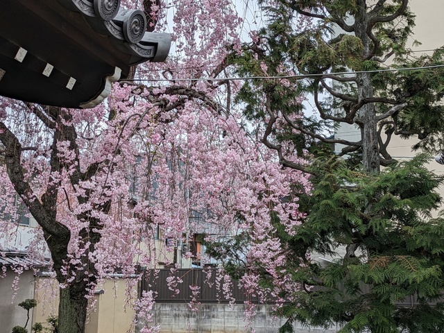 BODYPITKYOTO院長藤崎進一です！<br />ご近所の成願寺さんの枝垂れ桜か満開を迎えました！<br />やっぱり美しい！ ()