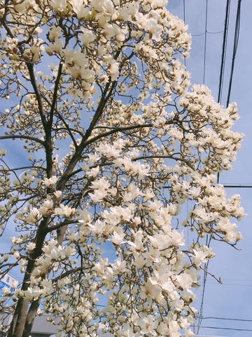 <p>白木蓮が綺麗に咲いていました。</p>
<p>世の中がざわざわしていても春はちゃんと近づいていますね。</p>
<div class="thumnail post_thumb">
<h3 class="sitetitle"></h3>
</div> ()