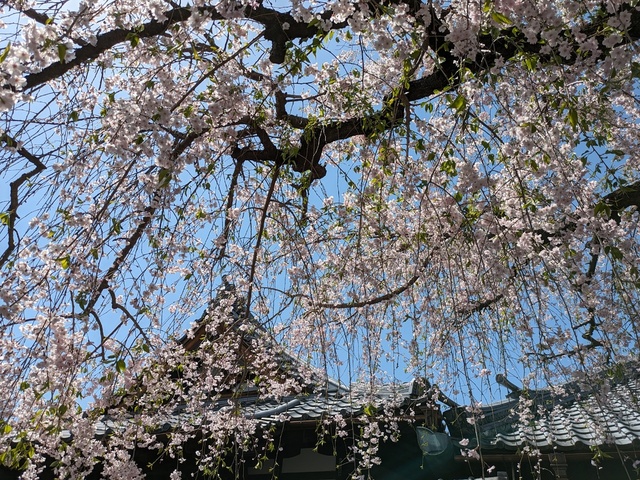 BODYPITKYOTO 院長藤崎進一です！<br />椿寺地蔵院の桜がまだまだ楽しめます！ ()