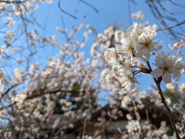 BODYPITKYOTO藤崎進一です！<br />お昼休みの恒例のお散歩。<br />今日は平野神社へ参拝に上がりました。<br />ソメイヨシノではありませんが、桜が咲いてきましたよ！<br />カメラ片手のおじいちゃんがいっぱい。<br />京都の桜といえば、平野神社で決まり！ ()