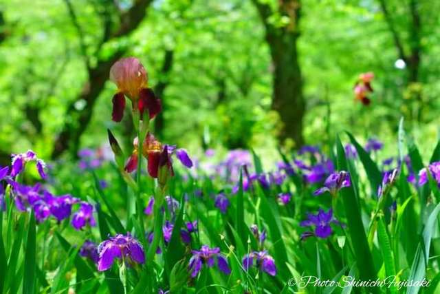 BODYPITKYOTO院長藤崎進一です。<br />平野神社と言えば、桜のイメージが強いですが、意外にもあやめなどキレイな野花も咲き誇っていますよ。 ()