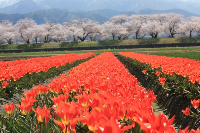 富山 朝日町の 春の四重奏。<br />今が見どころ‼︎<br />平日でも混んでました。土日だともっと凄いんだろうなぁ。<br /><br /><br /> ()