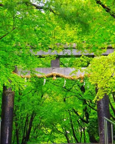 BODYPITKYOTO院長藤崎進一です。<br />桜や紅葉の美しい大原野神社。<br />京春日と呼ばれる古社です。 ()