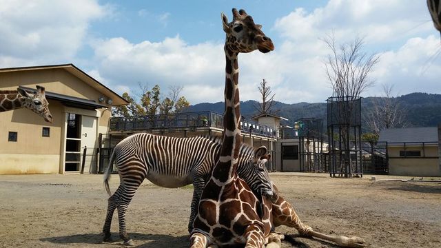 <p>「kyoto city zoo」</p>
<p>市民の寄付金と市費によって明治36年4月に開園した全国で2番目の歴史ある動物園</p>
<p>市民の手によって創設された日本で初めての動物園...</p>
<p>http://bit.ly/38TJA3y</p>
<div class="news_area is_type01">
<div class="thumnail"><a href="http://bit.ly/38TJA3y">
<div class="image"><img src="https://scontent-nrt1-1.cdninstagram.com/v/t51.2885-15/e35/s1080x1080/82349238_1010118259373855_2300545581266311754_n.jpg?_nc_ht=scontent-nrt1-1.cdninstagram.com&_nc_cat=111&_nc_ohc=kuW_W7AFLUYAX-yfb87&oh=b8a450a34fb9f18a3752fabadef56d1b&oe=5E9C353B" /></div>
<div class="text">
<h3 class="sitetitle">京都市動物園 on Instagram: “* * * 太陽が出ると少しあたたかいですね。 * * 雨の日などは体調を考慮してバックヤードの寝室にいることがあり，ナイルに会えない日もありますが，どうぞご了承ください???? * * * #ナイル #ライオン #御長寿 #京都市動物園”</h3>
<p class="description">1,326 Likes, 59 Comments - 京都市動物園 (@kyotoshidoubutsuen) on Instagram: “* * * 太陽が出ると少しあたたかいですね。 * * 雨の日などは体調を考慮してバックヤードの寝室にいることがあり，ナイルに会えない日もありますが，どうぞご了承ください???? * * * #ナイル…”</p>
</div>
</a></div>
</div> ()