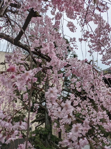 BODYPITKYOTO院長藤崎進一です！<br />ご近所の成願寺さんの枝垂れ桜か満開を迎えました！<br />やっぱり美しい！ ()