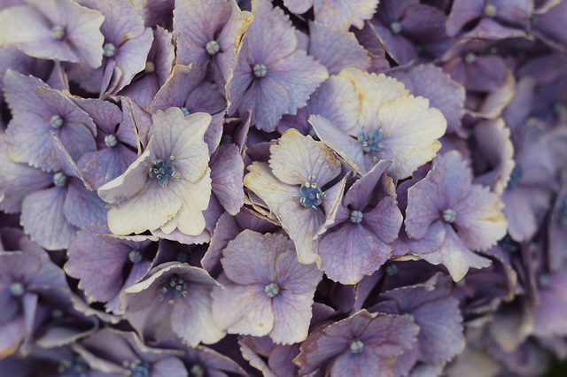 <p>紫陽花が美しい季節です。</p> ()