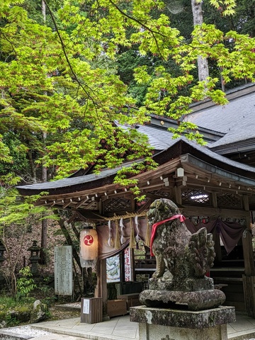 BODYPITKYOTO院長藤崎進一です！<br />奈良県に鎮座します等彌神社へ参拝に上がりました！<br />とても広い境内。<br />境内社もたくさん。<br />青紅葉がとても美しく最高です。 ()