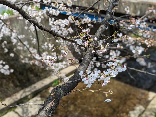 BODYPITKYOTO 院長藤崎進一です！<br />ご近所の紙屋川沿いの桜が満開を迎えました！<br />観光地と違って人がいないから花を愛でやすい！ ()