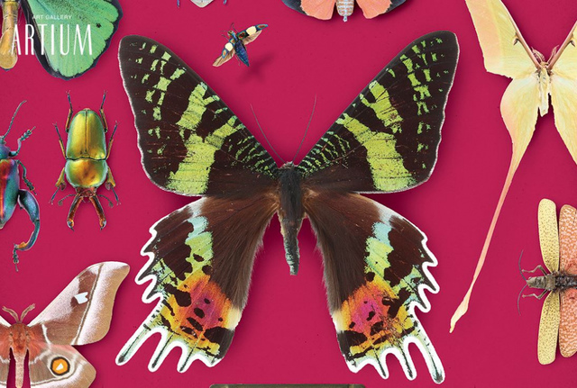 <p>九州大学総合研究博物館が所蔵する昆虫標本や写真など約2000点を一堂に展示!。</p>
<p>昆虫学者の丸山宗利さんが監修した色とりどりの蝶や多彩な柄のカタゾウムシなど、美しく芸術的な昆虫を厳選して紹介されているそう。</p>
<p>標本の他に、昆虫画、植物画、ピントが合った部分を合成して1枚に仕上げる“深度合成写真撮影法”による昆虫写真が並ぶのも見ものだそうです！</p>
<p>ぜひ訪れたいですね！</p>
<p>期間は2018/1/20～2018/3/11まで</p> ()