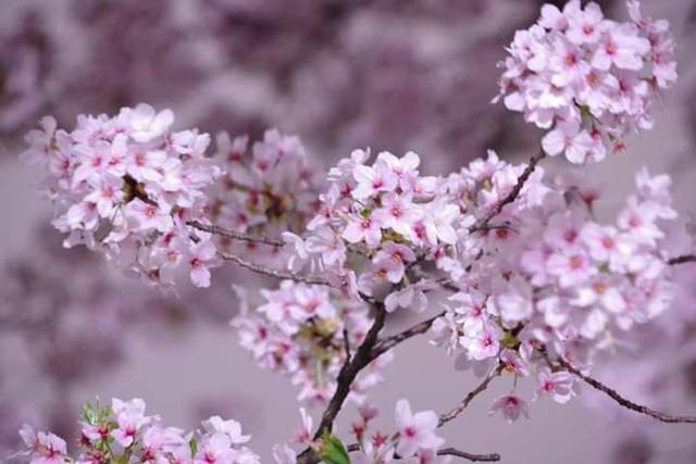 <p>BODYPITKYOTO院長藤崎進一です。</p>
<p>２年前になりますが、川端通沿いの桜を撮影しに行きました。</p>
<p>今年はコロナの関係で出歩きたくないので、写真だけでも、、、</p> ()