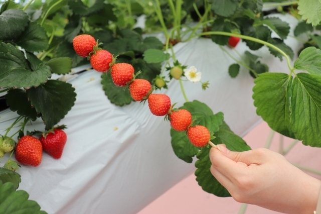 <p>「TOKYO STRAWBERRY PARK」</p>
<p>口にはこべば、誰でも笑顔になれる魔法の果実、イチゴ。</p>
<p>通年でイチゴ狩りを楽しめるイチゴの魅力をぎゅっと詰め込んだテーマパーク..</p>
<p>https://bit.ly/3904Ru6</p>
<p>https://www.instagram.com/tokyo.strawberry.park_official/</p>
<div class="news_area is_type01"></div>
<div class="news_area is_type01">
<div class="thumnail"><a href="https://bit.ly/3904Ru6">
<div class="image"><img src="https://scontent-nrt1-1.xx.fbcdn.net/v/t1.0-9/109134507_915241348953107_423343002504118216_n.jpg?_nc_cat=109&_nc_sid=110474&_nc_ht=scontent-nrt1-1.xx&oh=5bf1dfd65039029fcf95792c9f3eb2a2&oe=5F374A38" /></div>
<div class="text">
<h3 class="sitetitle">東京ストロベリーパーク（tokyo strawberry park）</h3>
<p class="description">🍓明日、7/17㈮からついに再開致します🍓 いちご狩りエリアのみの再開となりますが、...</p>
</div>
</a></div>
</div> ()