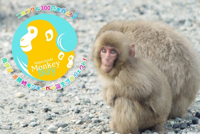 <p>「Hagachizaki Monkey Bay」5月7日開園！</p>
<p>東日本最大級のニホンザルの群れ300匹の生命を救いたい。</p>
<p>経営難により2019年9月閉苑を余儀なくされた</p>
<p>南伊豆波勝崎苑がモンキーベイとして生まれ変わる。。</p>
<p>https://bit.ly/35E6BaR</p><div class="news_area is_type01"><div class="thumnail"><a href="https://bit.ly/35E6BaR"><div class="image"><img src="https://scontent-nrt1-1.xx.fbcdn.net/v/t1.0-9/91306831_117492916559123_6051529347204907008_n.jpg?_nc_cat=106&_nc_sid=85a577&_nc_oc=AQmRZifUeCLTWemxj8IhuSgO8KH51c-OVx_OtIO9Sawu5MZmOYcEbQugJDA1O41WCv4&_nc_ht=scontent-nrt1-1.xx&oh=f9ce58bfbbfabd01c77ed86d9ebbf952&oe=5EDA2242"></div><div class="text"><h3 class="sitetitle">波勝崎モンキーベイ</h3><p class="description">波勝崎モンキーベイさんがプロフィール写真を変更しました。</p></div></a></div></div> ()