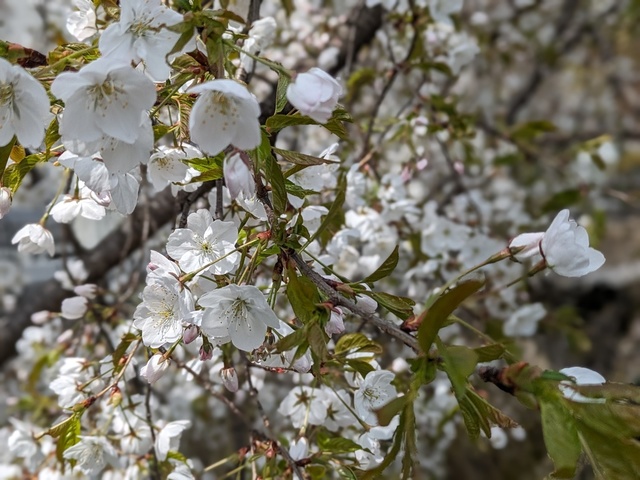 BODYPITKYOTO 院長藤崎進一です！<br />ご近所の紙屋川沿いの桜が満開を迎えました！<br />観光地と違って人がいないから花を愛でやすい！ ()