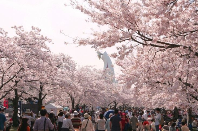 <p>日本さくら名所100選」にも選ばれている、万博記念公園の桜。</p>
<p>3月の中頃からヒガンザクラやカンヒザクラが咲き始め、ソメイヨシノなどが園内をピンク色に染め上げます。</p>
<p>　「桜まつり」期間中、開園時間を21時まで延長し（入園は20時30分まで）、東大路の「桜のライトアップ」も開催。日中の華やかな桜、ライトに照らされた艶やかな夜桜、どちらも見応え十分！</p>
<p>　万博記念公園でぜひお花見を楽しもう！</p>
<p>開催期間2018/3/28～4/15</p> ()